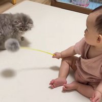 猫用おもちゃを動かす赤ちゃんと子猫