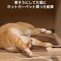 ホットカーペットの上で寝転がる猫（アップ）