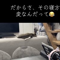 猫の後ろ姿の写真1