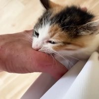 手を甘噛みする三毛さん