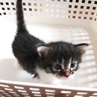 カゴの中に入っている子猫