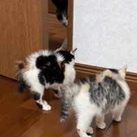 退散する猫