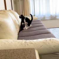 ソファの上で遊ぶ2匹の子猫