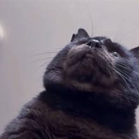 舌を出しっぱなし