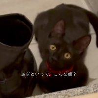 傾げる猫