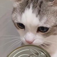 缶のにおいを嗅ぐ猫
