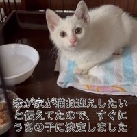 ケージの中で目を丸くする子猫