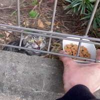 フェンス越しにご飯をもらう猫