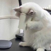 困る猫