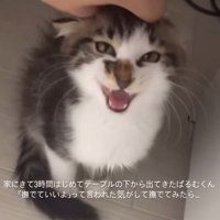 鳴き声を上げる子猫