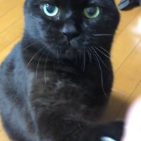 ハイタッチをする黒猫