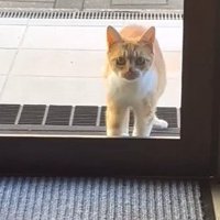 カメラ目線の子猫