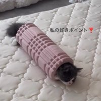 フォームローラーの中で静かにしている猫
