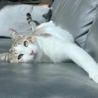 ソファーで横になる猫