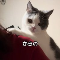 飼い主の背中の上にのぼる猫