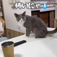 テロップ「怖いにゃ」