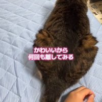 再度しっぽを当てる猫