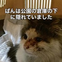 座っている猫