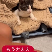 顔を起こすパンちゃん