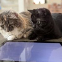 室内にいる猫