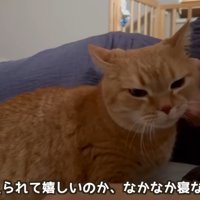 添い寝して甘えている猫