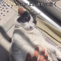 窓際で飼い主に撫でられている猫