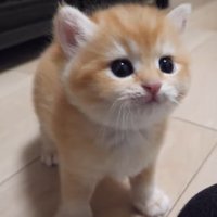 子猫(金)のアップ