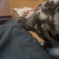 人に甘えている猫