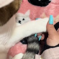 右前足を掴まれている猫