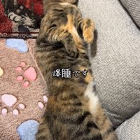 足を伸ばす猫