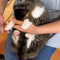 手を伸ばす猫