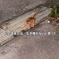 1匹の子猫