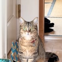微動だにしない猫