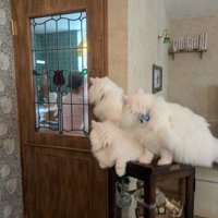 覗き込む猫たち