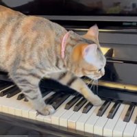 鍵盤を歩く猫