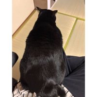 膝に乗っている猫