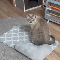 目を丸くする猫