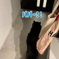 ドアに向かって鳴く黒猫