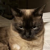 不満げにうなだれる猫