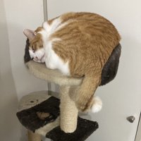 キャットタワーで眠る猫
