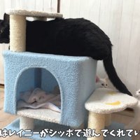成猫のしっぽで遊ぶ子猫