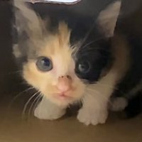 段ボールの中で警戒している三毛猫の子猫