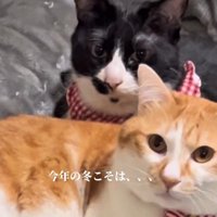 白黒と茶白の2匹の猫
