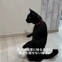 驚く猫