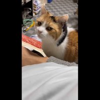 上目遣いのミケ