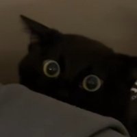 ソファーの後ろに隠れている黒猫の顔のアップ
