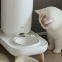 自動給餌器の前で悩む猫