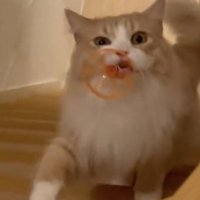 おもちゃをくわえたまま階段を上る猫