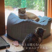 クッションの前で小さくなる猫