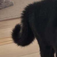 黒猫の尻尾が逆立って太くなっている様子
